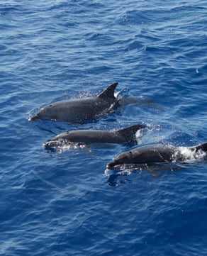 Southern Star Dolphin Cruises