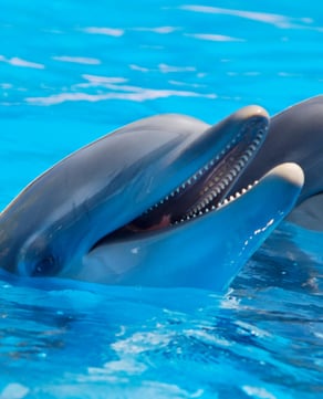 Gulfarium Marine Adventure Park