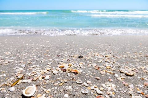 Shell Island