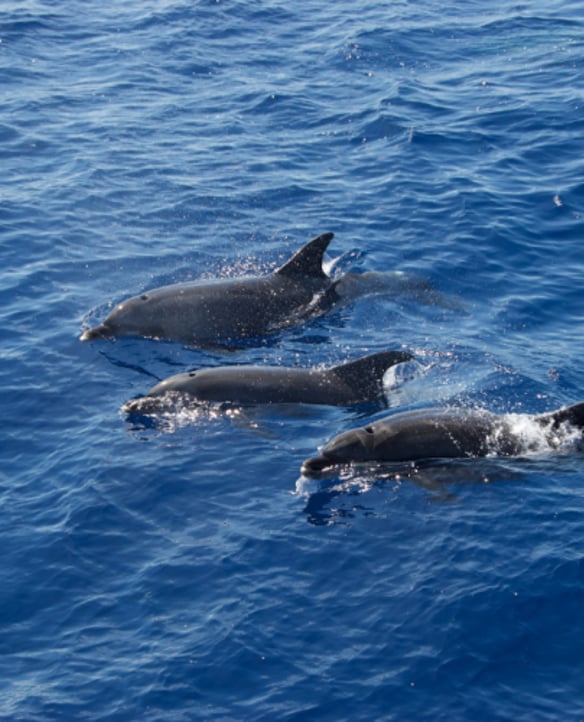 Southern Star Dolphin Cruises