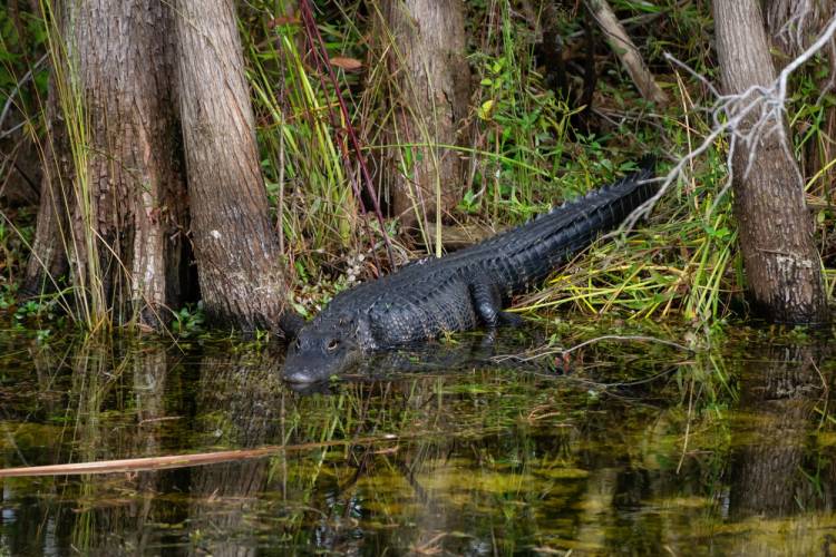 Panama City Beach Guide Airboat Swamp & Alligator Tours