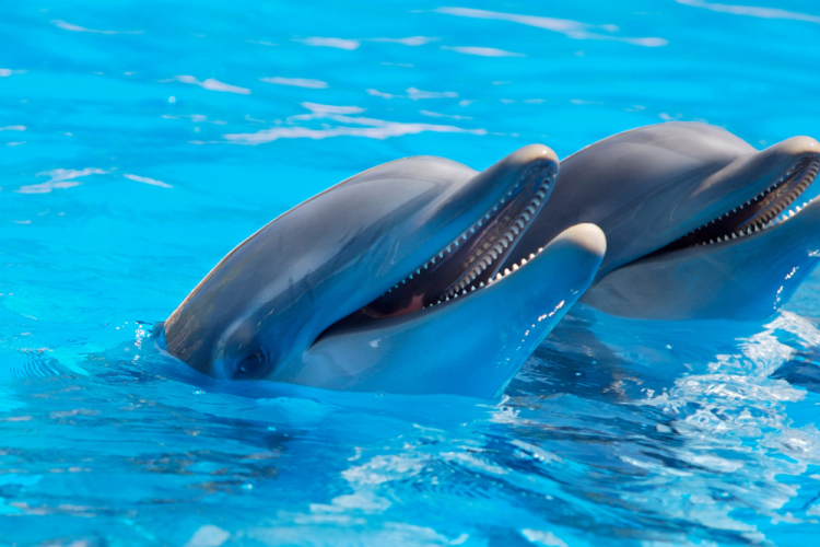 two dolphins at marine show