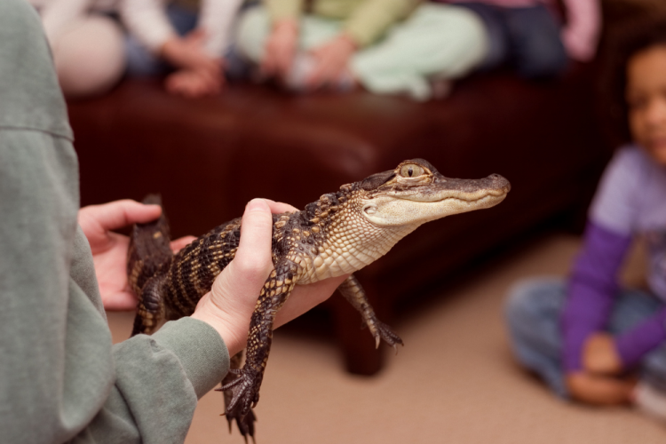 person holding small alligator for demonstration