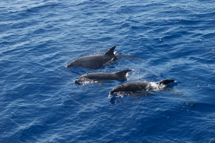 dolphins swimming in ocean