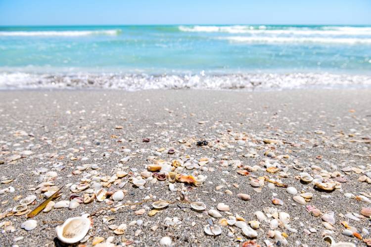 shell island