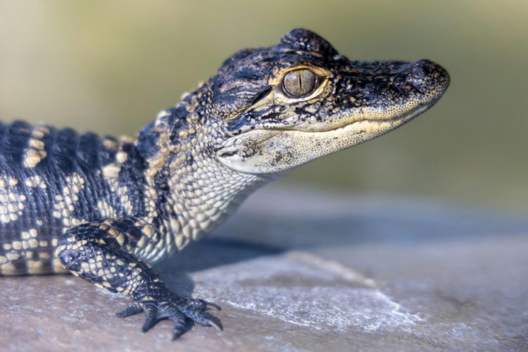 alligator