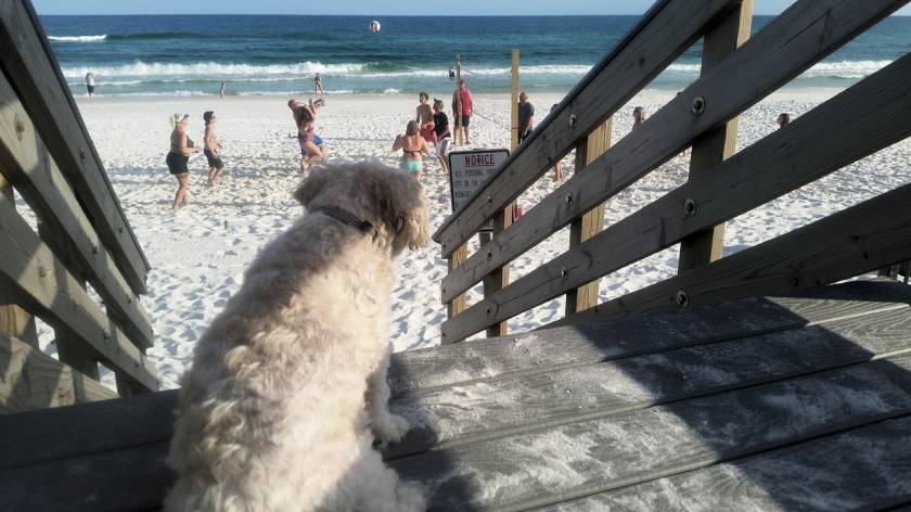 pet friendly vacation rentals