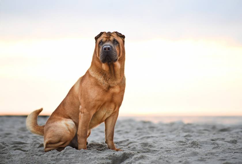 dog beach, dog beach panama city, dog beach panama city beach, panama city beach, panama city florida, dog park, beach for dogs