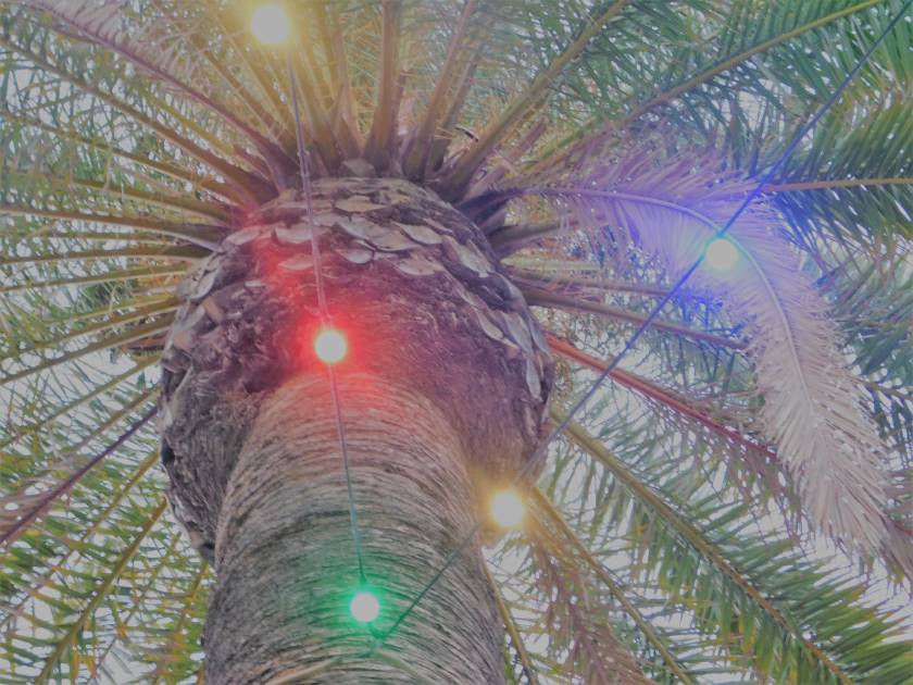 panama city beach palm tree holiday christmas lights