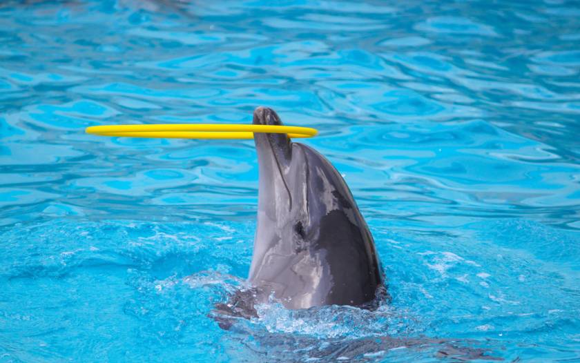 Dolphin Tour Panama City Beach