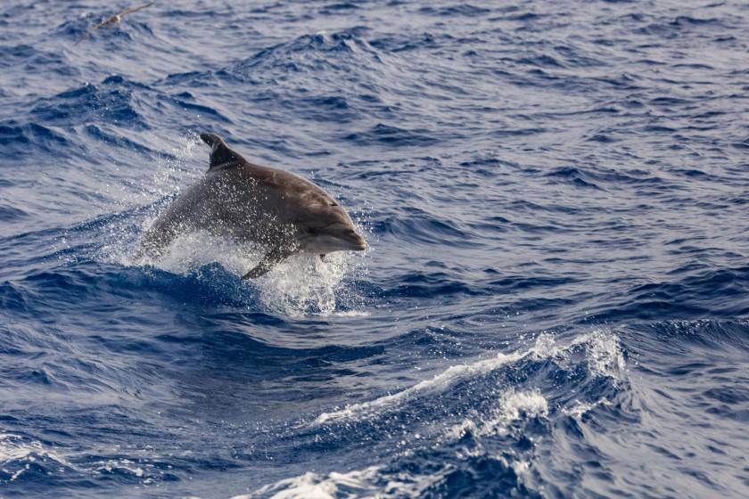 dolphin swimming in northwest florida, dolphin boat tour