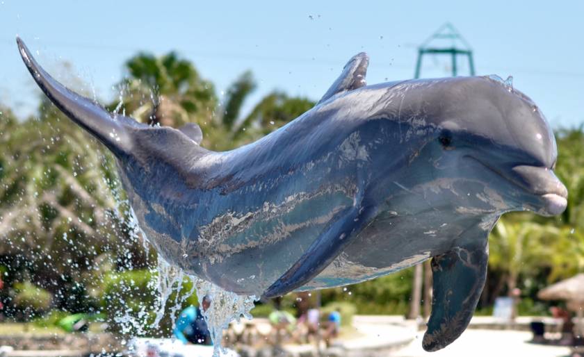 gulf world, gulf world marine park, dolphin swim, panama city beach, panama city beach gulf world, panama city beach marine park, amusement park, dolphins, penguins