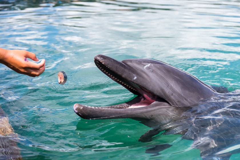 Dolphin Tours Water Sports