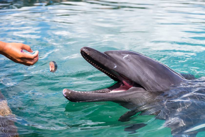 dolphin tour, feeding dolphin at dolphin tour in panama city beach northwest florida