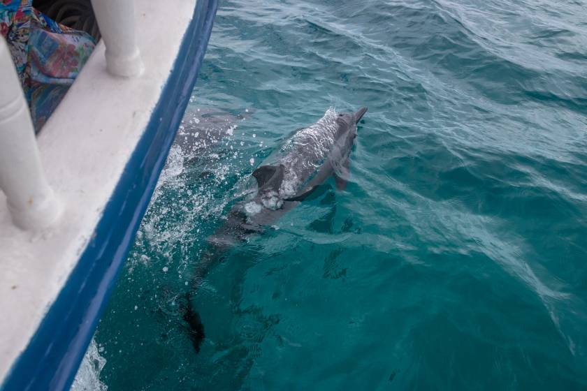 dolphin swimming next to boat tour in panama city beach florida