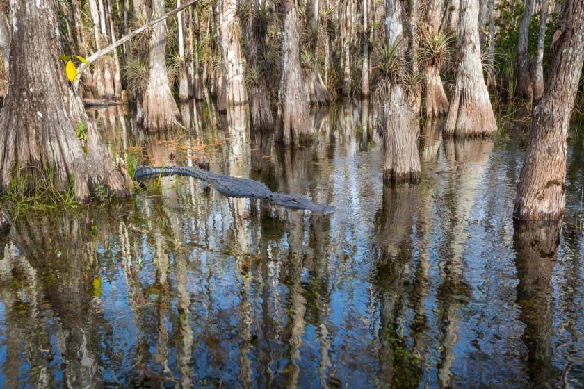 alligator in swamp in panama city beach florida