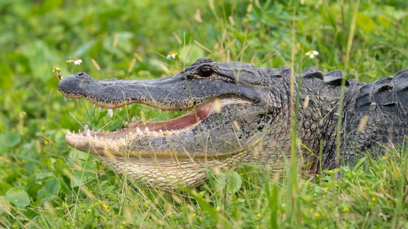 alligator or crocodile in panama city beach swamp area during boat tour