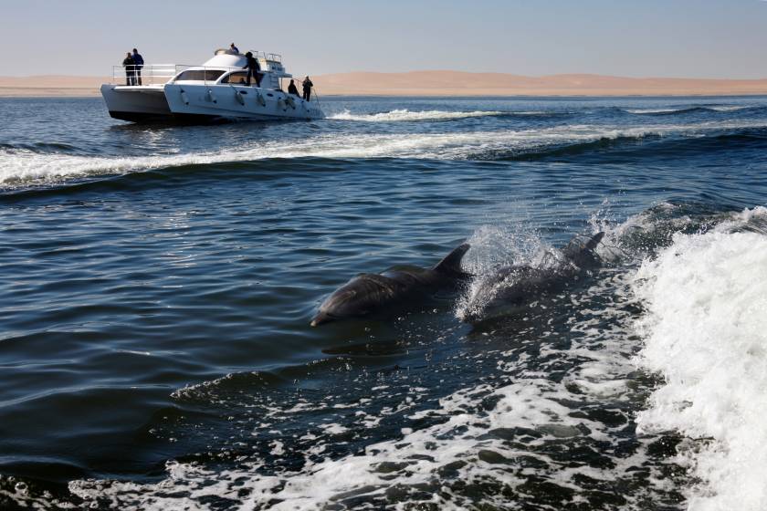 boat tour dolphin florida yatch